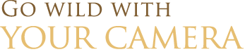Go wild with your camera